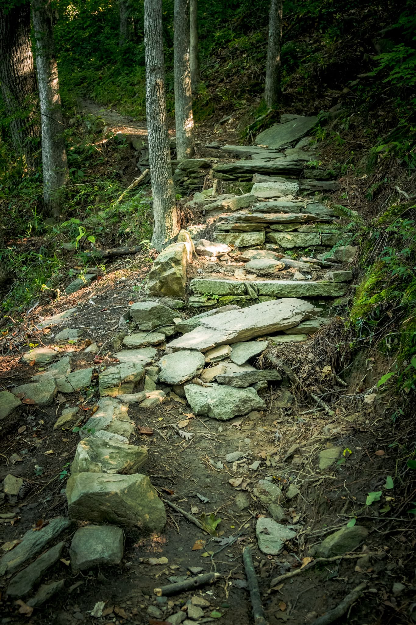 A series of uneven, rough-hewn stone slabs forms a rustic staircase ascending a dirt hiking trail. Slender tree trunks and mossy earthen banks line the path, with exposed tree roots crossing the soil. Dappled sunlight filters through the dense forest canopy, highlighting the textures of the stone steps as they curve upward into the woods.