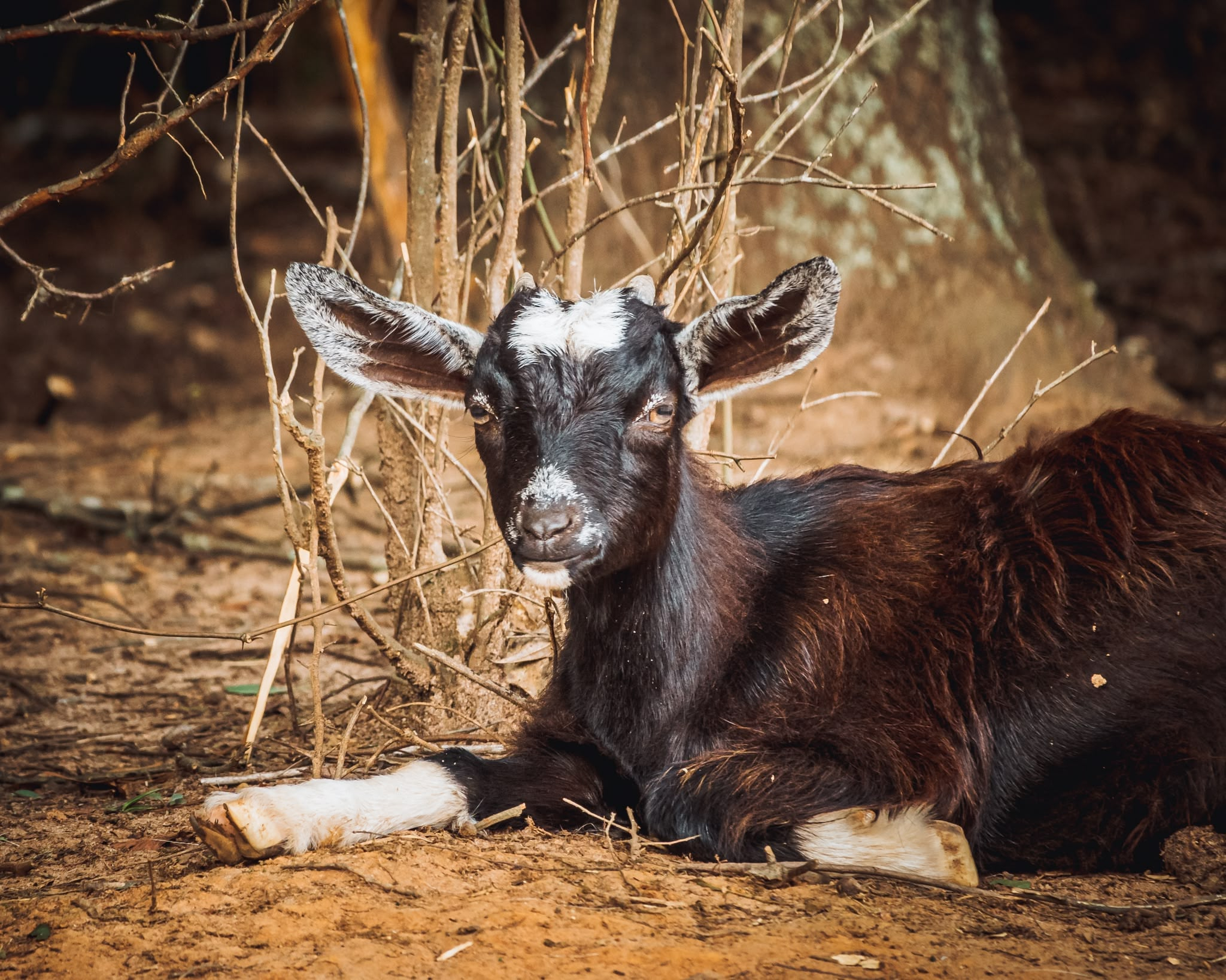 A young dark brown and black goat kid rests on dry, dusty ground while looking directly toward the camera. It features large ears extended horizontally, tiny budding horns, and distinct patches of white fur on its forehead, muzzle, and front hoof. Thin, bare branches and a weathered tree trunk in soft sunlight create an earthy background behind the animal.