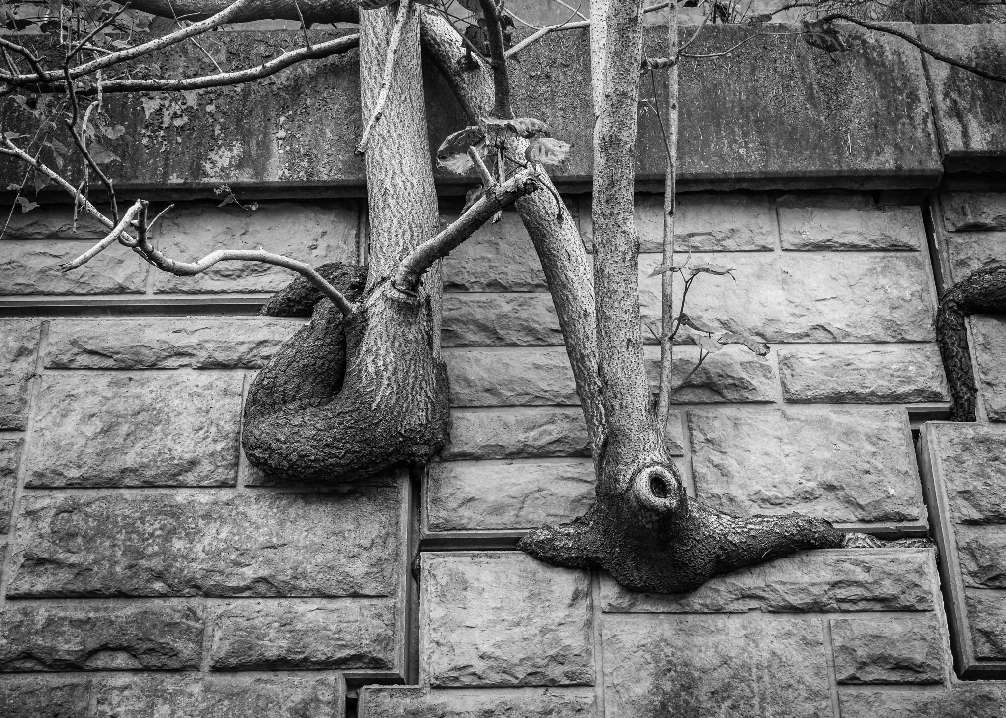A black-and-white photograph shows two tree trunks growing directly out of the seams of a stone block retaining wall. Their thick, bulbous roots are tightly wedged into the horizontal and vertical gaps of the masonry, anchoring the trunks as they rise upward. A network of bare and sparsely leafed branches spreads across the textured surface of the chiseled stone.