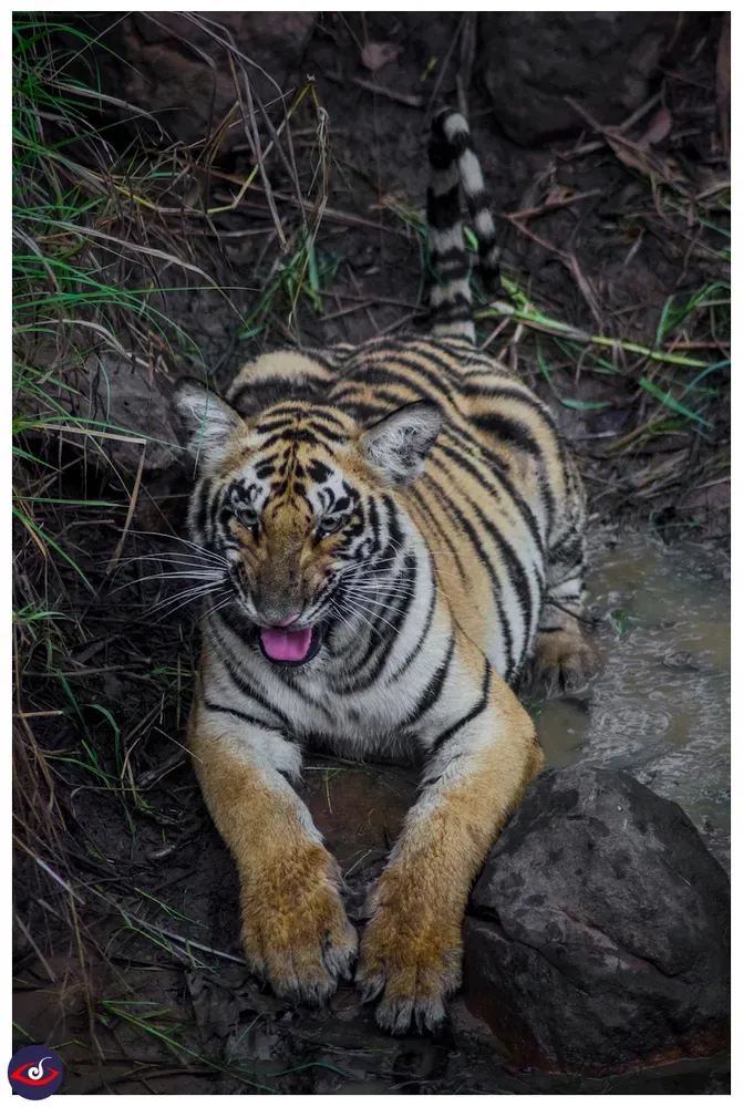 a young cub sitting in a water puddle and looking towards the photographer. there are green grass around it, its front paw is on large rocks. 

you can see its pink nose, and tongue.