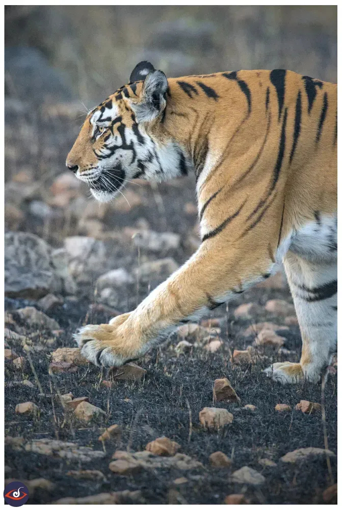 a portrait (orientation) photograph of the tiger's front half walking on a fire line (black part is where the grass was burnt) peppered with small stones.

the tiger is rust/orange in color and has black stripes, there are also large white sections on face and the underside. the back of the ear visible is black with a white spot.
