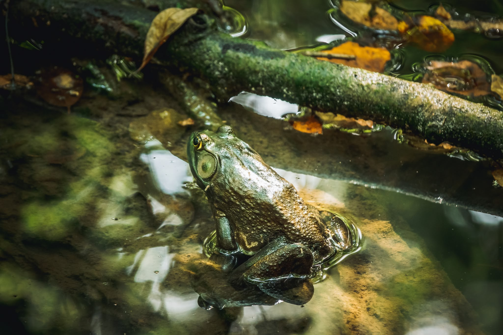 A large, glistening green and brown bullfrog sits partially submerged in calm, shallow water. Its textured, wet skin reflects the light as it rests near a moss-covered branch stretching across the frame. The clear water reveals submerged stones beneath the surface alongside a few scattered fallen leaves.