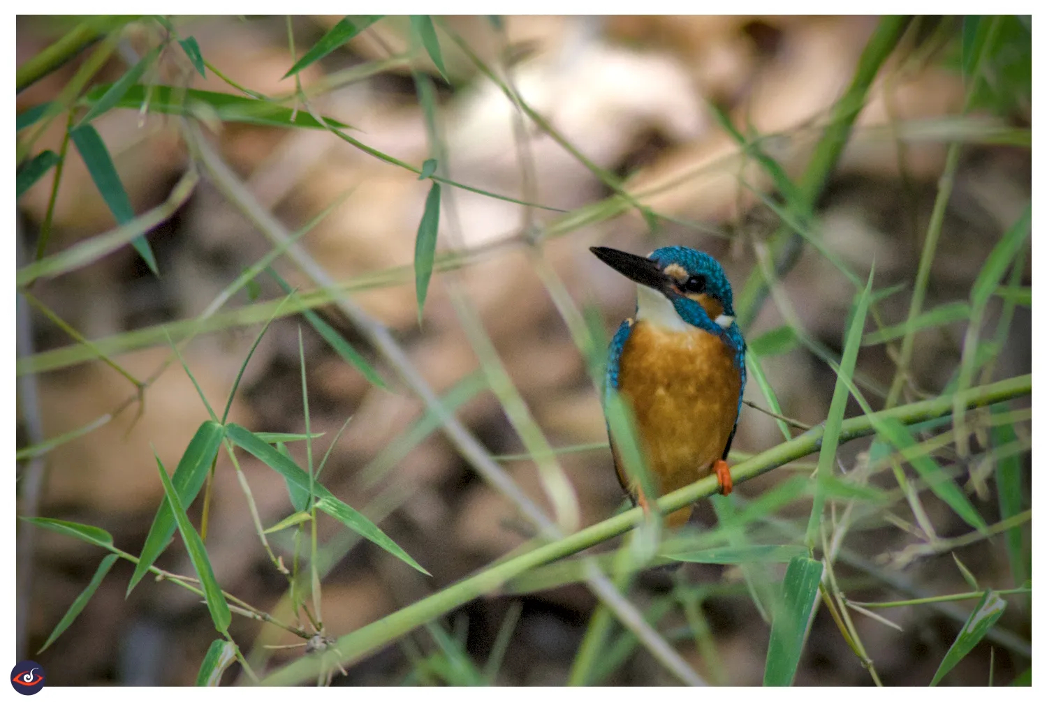 a small bird with long beak perched on a thin green branch, and looking towards left. 

its chest is golden rust in color, white throat. the feet are beautiful shade of orange. the head is mostly covered in glittery blue feather, with certain section near the eyes in rust color. 

there are bamboo leaves visible around it.