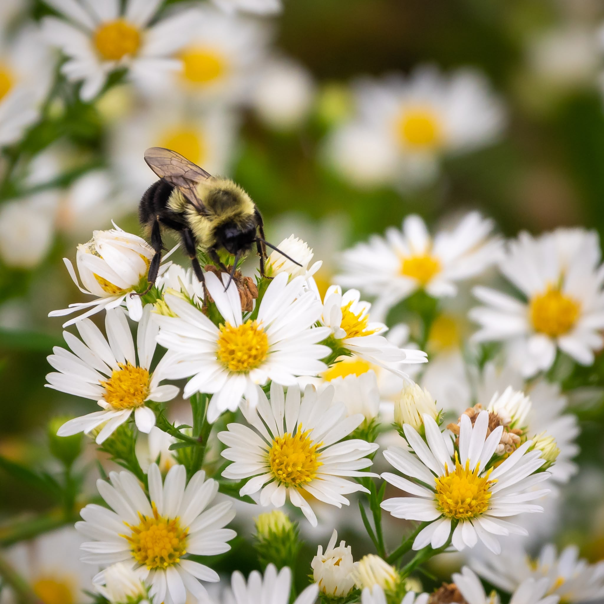 A close-up photograph captures a fuzzy bumblebee perched atop a cluster of blooming white aster flowers. The bee features a yellow thorax, black abdomen, and translucent wings as it inspects a bright yellow central disk. The surrounding background is filled with softly blurred white petals and vibrant greenery.