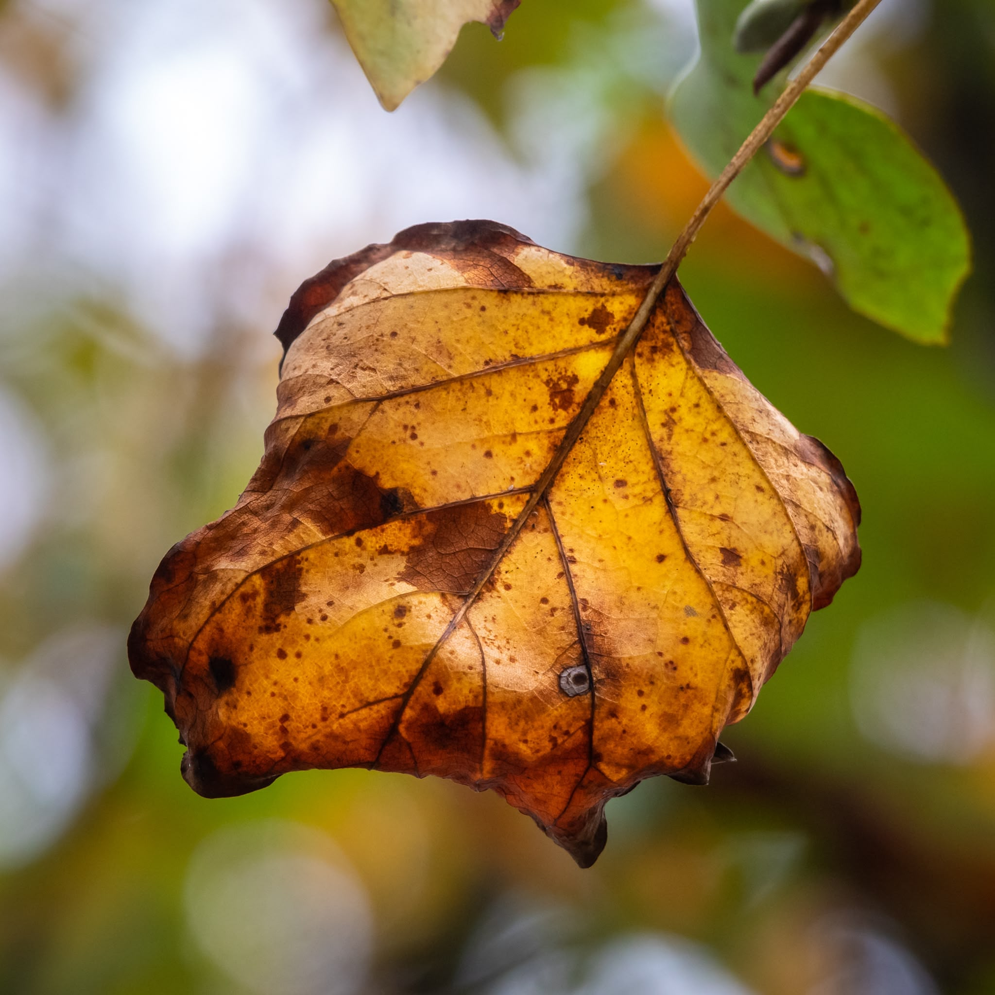 A close-up photograph features a single dried autumn leaf hanging suspended from a slender twig. The leaf displays curled, brittle edges and a rich golden-yellow surface marked by prominent brown spots, distinct veins, and a small puncture hole. In the background, green foliage and soft daylight blur into a smooth, colorful bokeh.