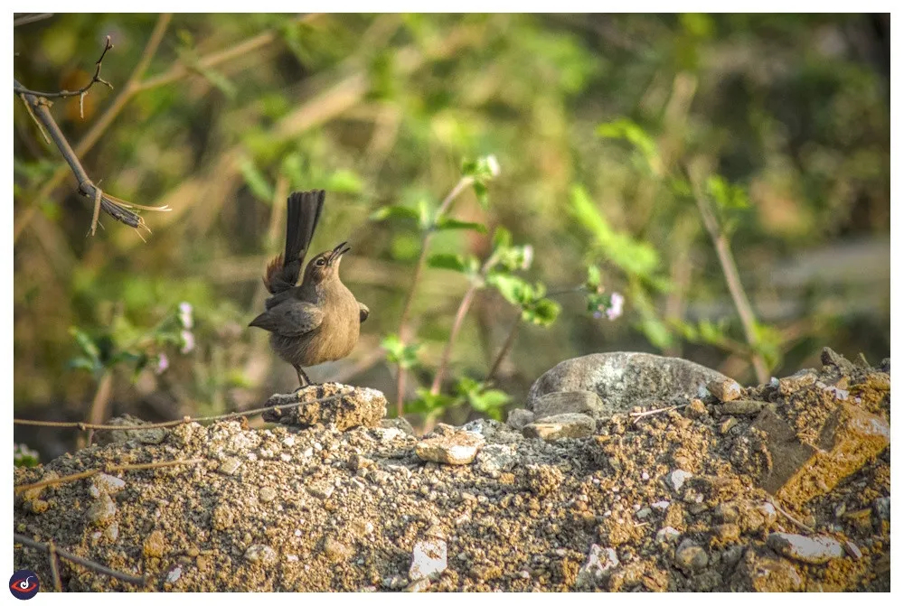 a brown round bird, sitting on a stone wall - it has put it tail up to show itself taller -- and also pushed its head back to show its chest.
