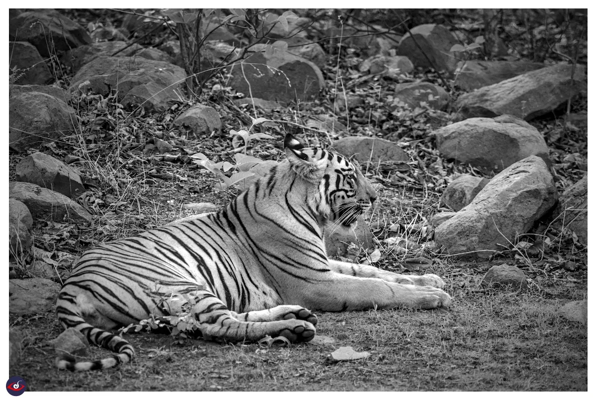 A black and white photograph of a tiger relaxing on the cold soil, there are rocks visible around it.