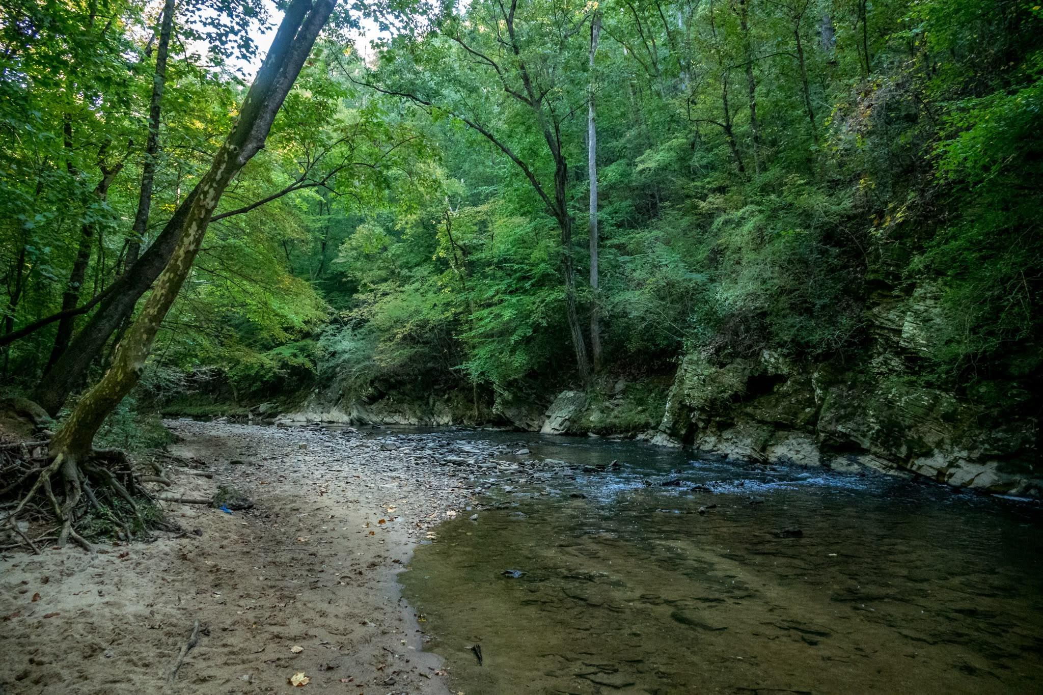A shallow, clear stream flows over a rocky bed, bordered on the left by a sandy bank littered with fallen leaves. On the far left, a mature tree stands with large, tangled roots sprawling over the sandy edge of the water. The opposite bank features steep, rugged rock cliffs draped in greenery, with a dense, leafy forest canopy rising overhead in soft daylight.