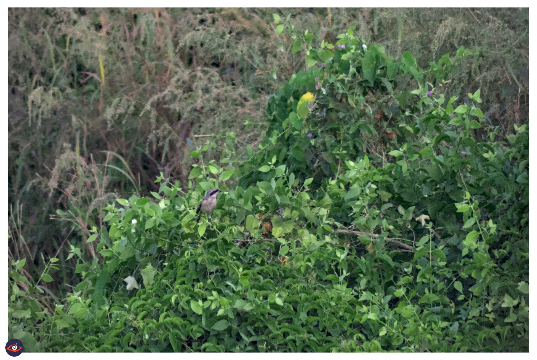 on a very green bush, a brownish bird with a dark band near its eyes is sitting. further behind are more grass, and a different shades of green.