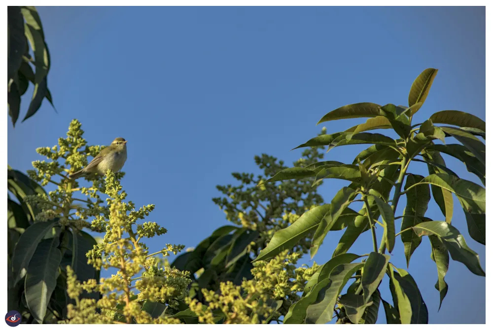 a small bird with brown head, wings and tail. the belly is whiter shade. you see a small yellow beak, and black eyes, there's also a white streak from the beak passing beyond the eyes. 

The bird is perched on top of a mango tree flowers. there are mango leaves in the frame, and there's blue sky behind it.