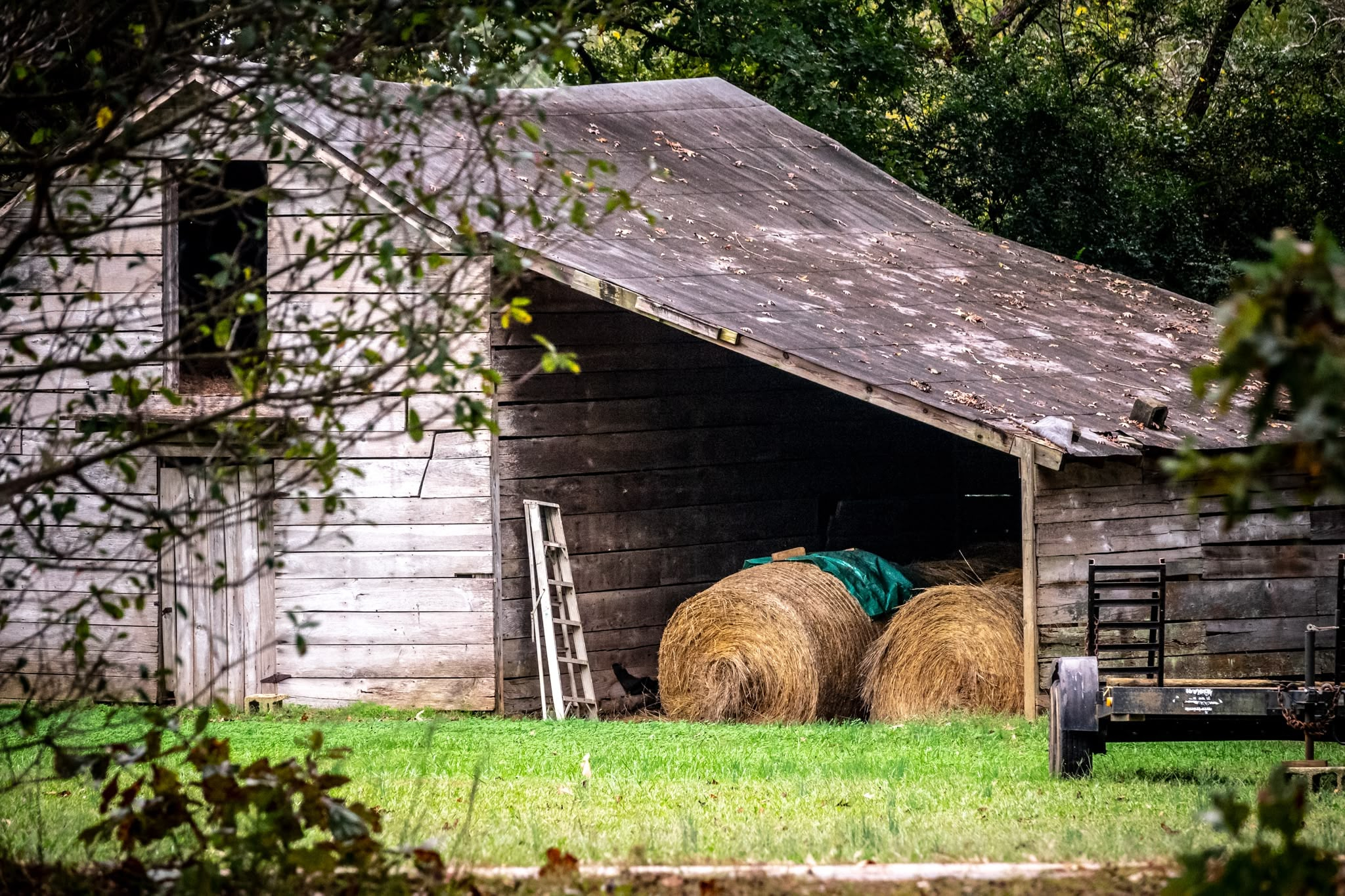 A weathered wooden barn with peeling white paint and an open lean-to shed sits beside a grassy lawn bordered by trees. Beneath the slanted shingle roof of the shed, large round hay bales rest partially covered by a green tarp, flanked by a small white ladder. In the foreground, tree branches frame the rustic structure, while the edge of a utility trailer sits parked to the right.