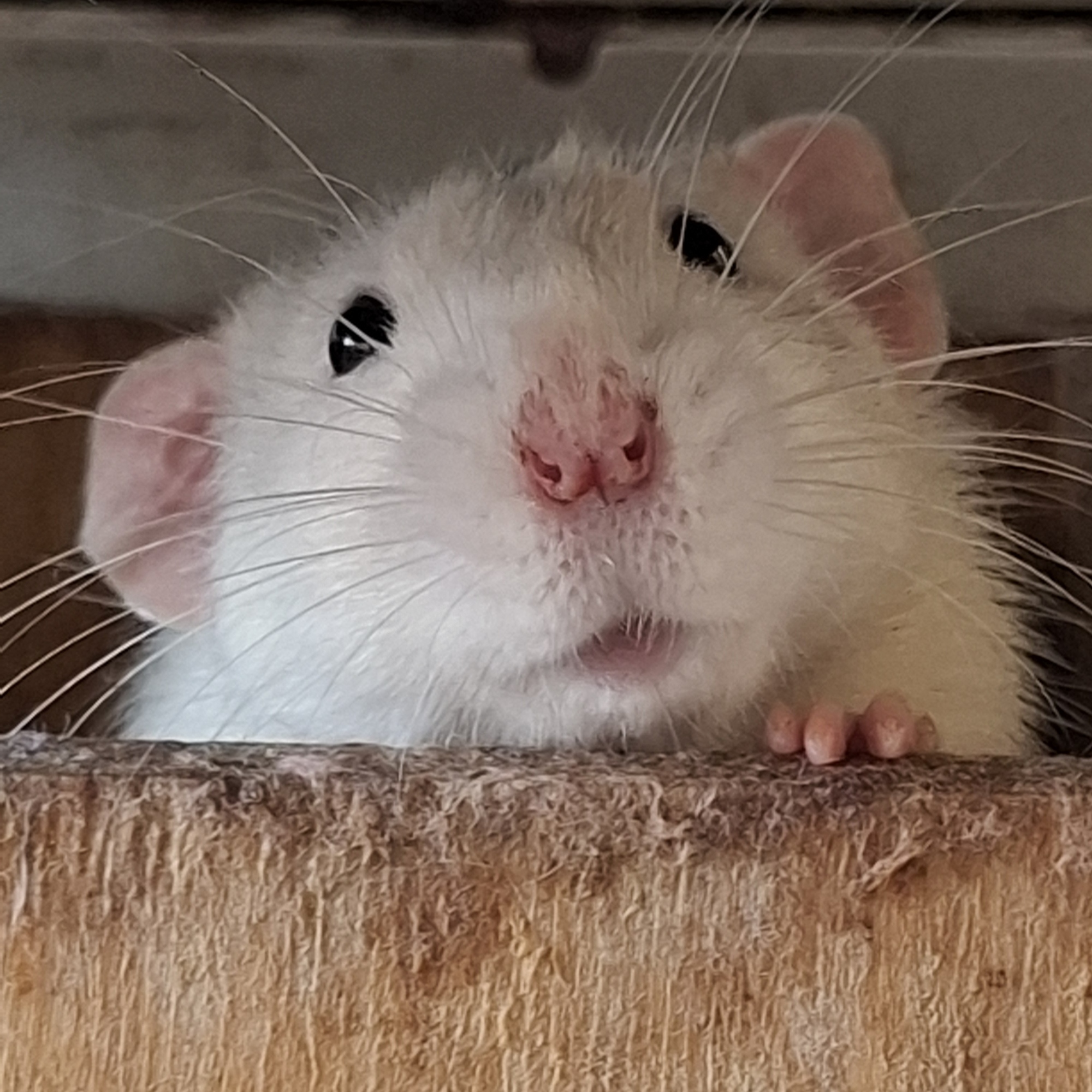 bolt451.bsky.social@bsky.brid.gy