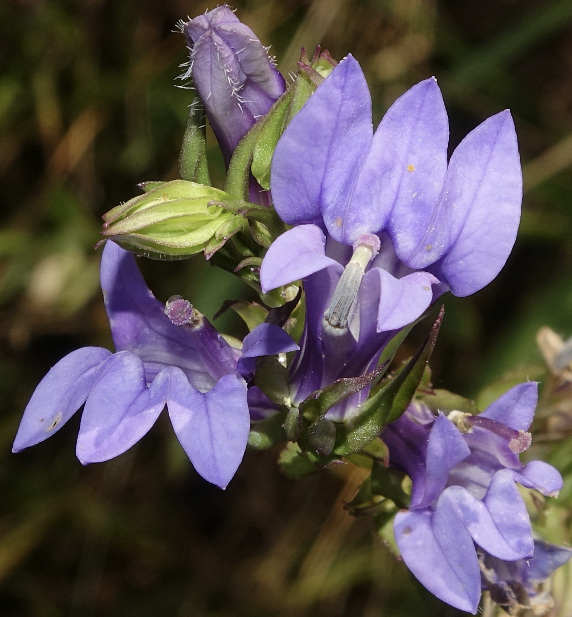 Sky blue flowers with three lobes in one side and two on the other, with a pistil sticking out between the lips