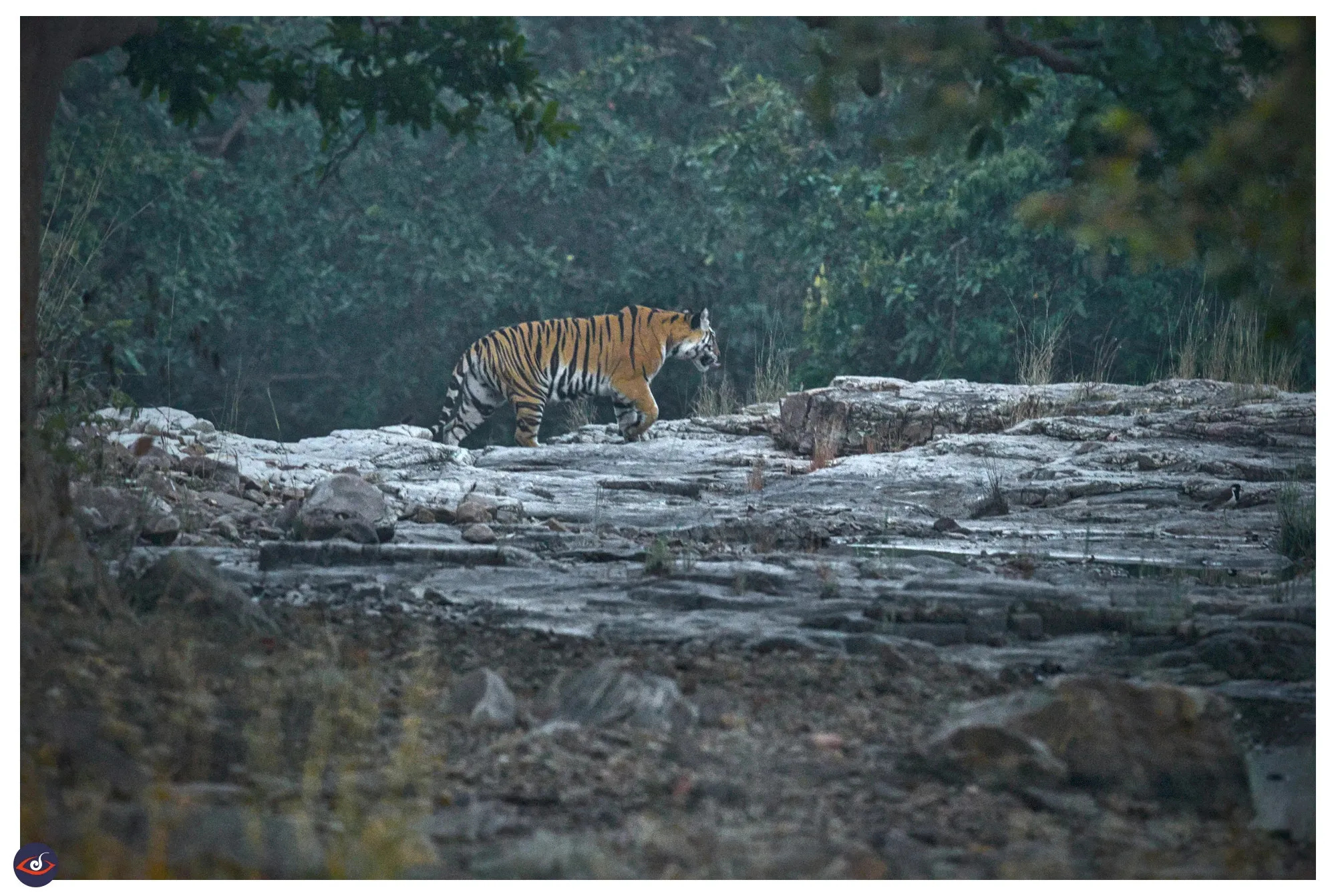 A tiger is walking through a rocky area, there is a frame of tree canopy and grass, and lot of green leaves further in the back.